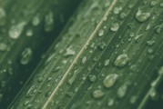 2024谷雨吃什么养生 谷雨节气吃什么食物养生