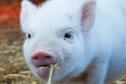 属猪人2024年每月运势及运程详解  2024年属猪人的全年每月运势