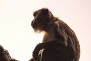 2024属猴结婚宴吉日查询 2024年属猴最佳结婚宴日子一览