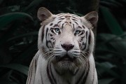98年属虎26岁有桃花运吗2024