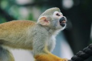 2024生肖猴领结婚证黄道吉日 2024年属猴领结婚证黄道吉日一览