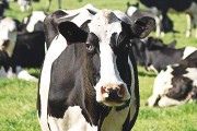 2024年生肖牛最佳领证吉日一览 2024整年属牛领证最佳吉日