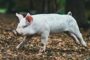 95年属猪的姻缘在哪年才会成功2024   猪羊最相配